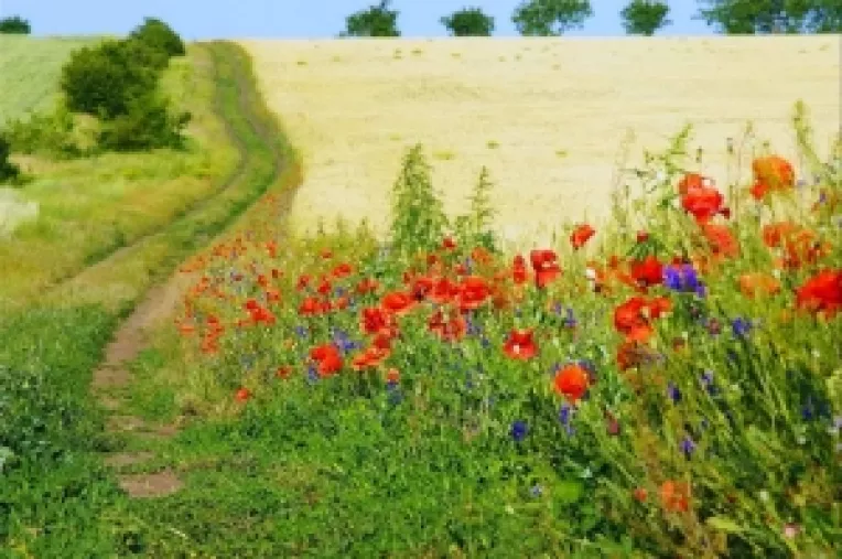 Adevarul despre asfaltarea unui drum de 8-9 km, care leaga satele Bartalusi-Razesi si Bartalusi-Mocani de comuna Puiesti 