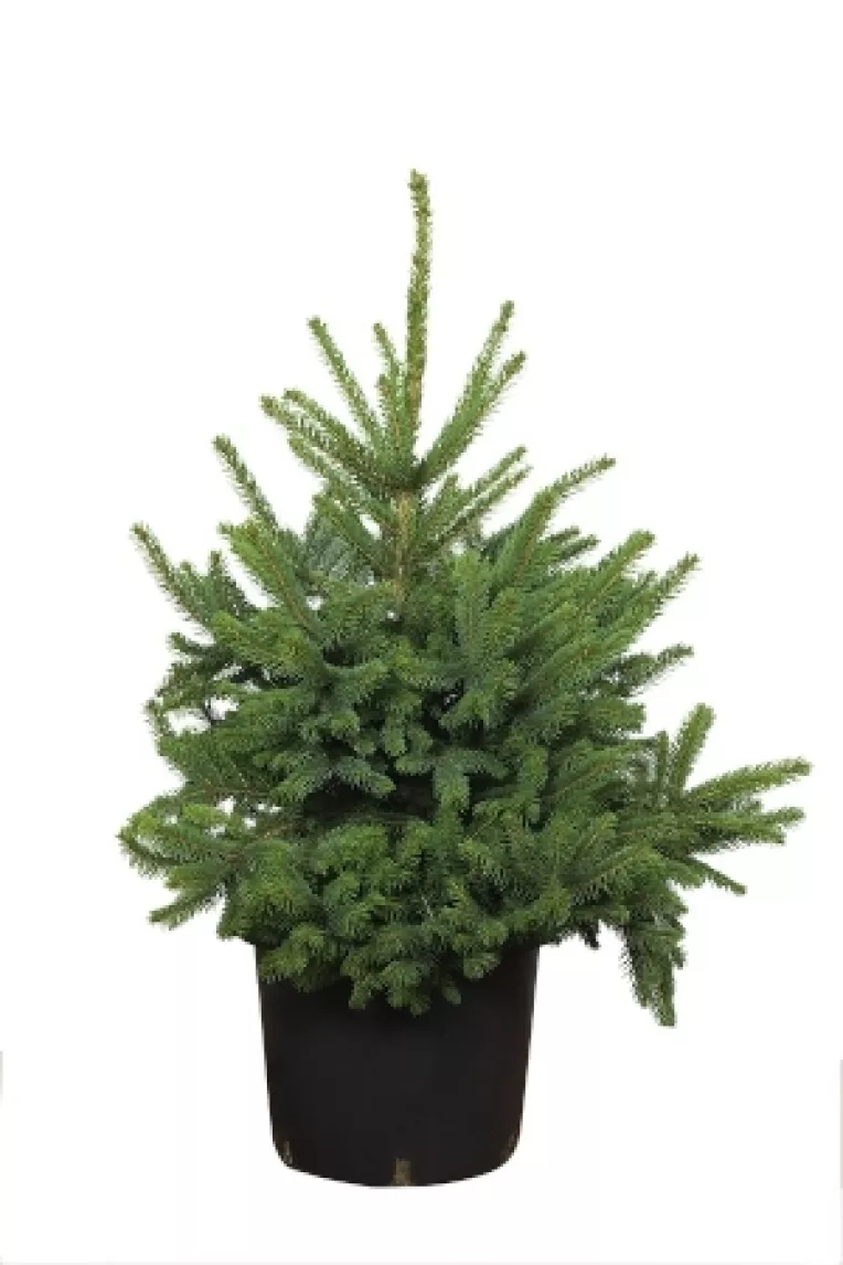 Bradul Normandian cu radacina, crescut in ghiveci, poate fi replantat la venirea primaverii