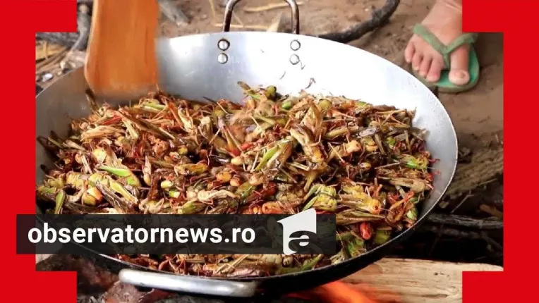 Lacusta calatoare, in farfuriile romanilor