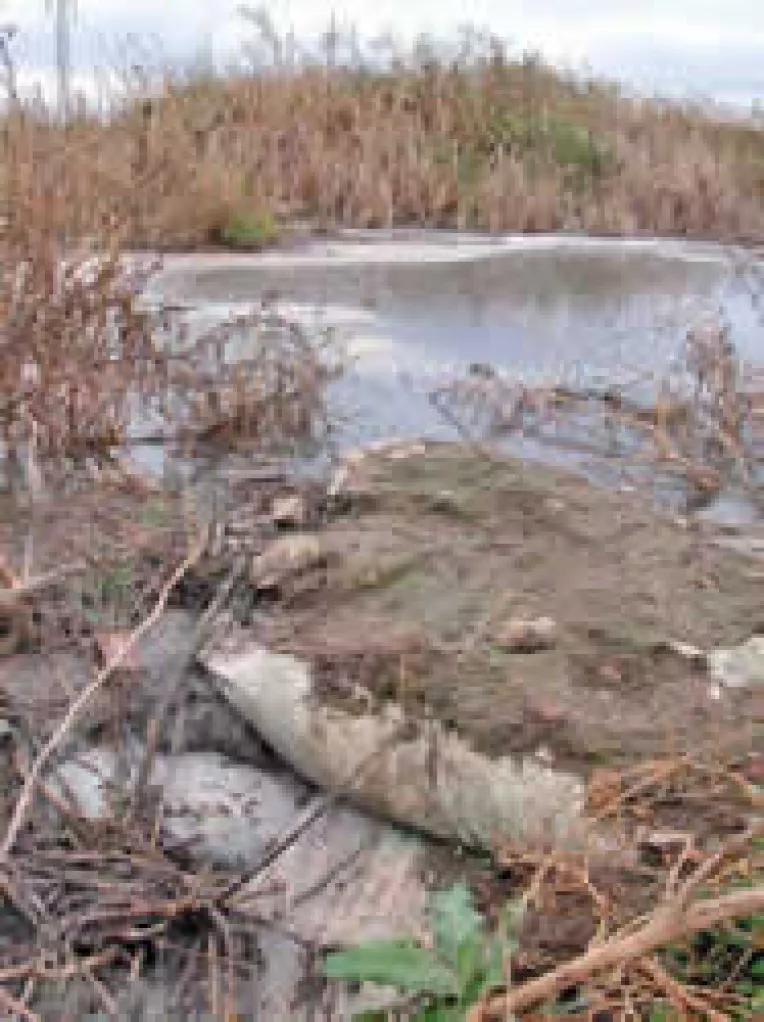 Porcaria ambasadorului porcar