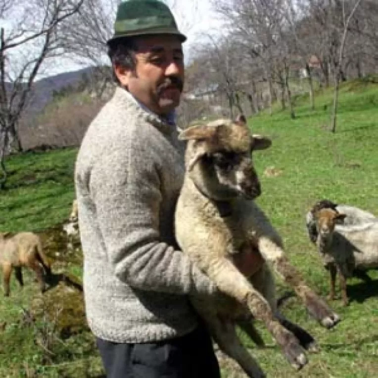 Romania poate exporta oi in tarile UE, numai daca schimba rasele