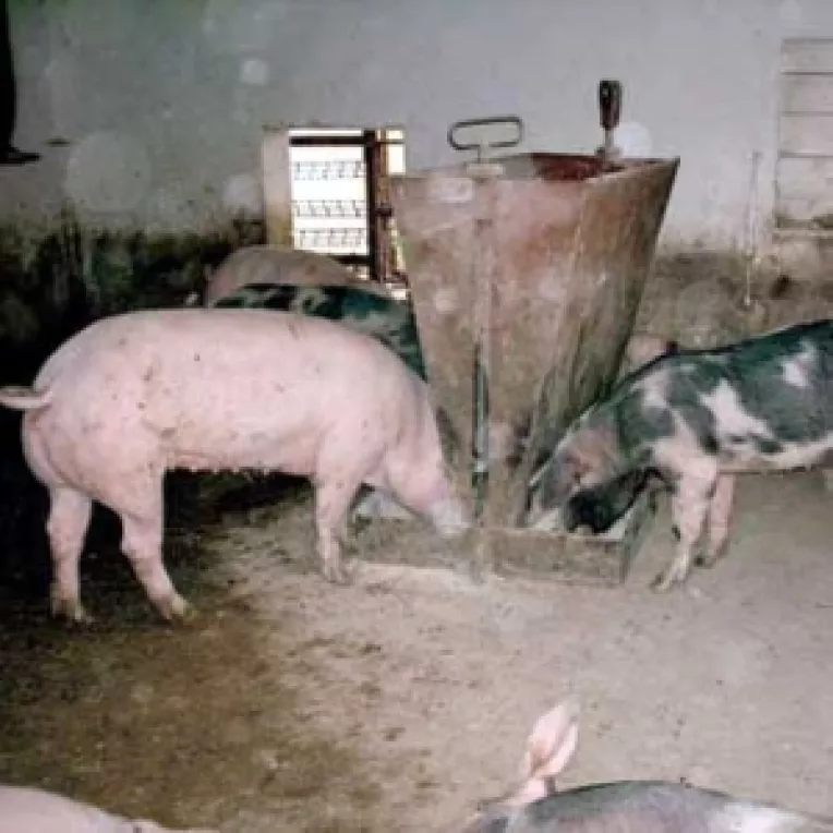 Taranii isi vand animalele la preturi foarte mici 
